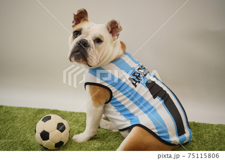 イングリッシュブルドッグ子犬　サッカー衣装　アルゼンチン代表10番　写真149 75115806