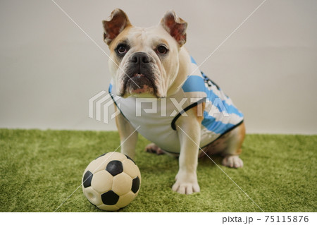 イングリッシュブルドッグ子犬 サッカー衣装 アルゼンチン代表10番 写真179 イングリッシュブルドッグ子犬 サッカー衣装 アルゼンチン代表10番 写真179 75115876