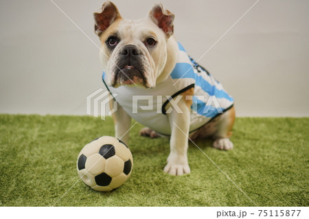 イングリッシュブルドッグ子犬 サッカー衣装 アルゼンチン代表10番 写真180 イングリッシュブルドッグ子犬 サッカー衣装 アルゼンチン代表10番 写真180 75115877