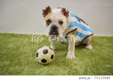 イングリッシュブルドッグ子犬 サッカー衣装 アルゼンチン代表10番 写真188 イングリッシュブルドッグ子犬 サッカー衣装 アルゼンチン代表10番 写真188 75115980