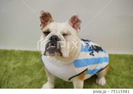 イングリッシュブルドッグ子犬 サッカー衣装 アルゼンチン代表10番 写真189 イングリッシュブルドッグ子犬 サッカー衣装 アルゼンチン代表10番 写真189 75115981