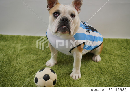 イングリッシュブルドッグ子犬 サッカー衣装 アルゼンチン代表10番 写真190 イングリッシュブルドッグ子犬 サッカー衣装 アルゼンチン代表10番 写真190 75115982