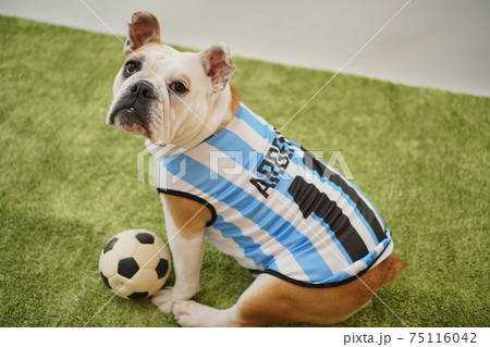 イングリッシュブルドッグ子犬　サッカー衣装　アルゼンチン代表10番　写真201 75116042