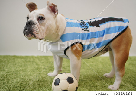 イングリッシュブルドッグ子犬　サッカー衣装　アルゼンチン代表10番　写真231 75116131
