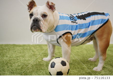 イングリッシュブルドッグ子犬 サッカー衣装 アルゼンチン代表10番 写真232 イングリッシュブルドッグ子犬 サッカー衣装 アルゼンチン代表10番 写真232 75116133