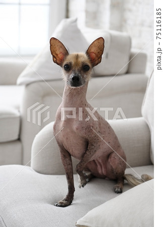 Portrait of the dog xoloitzcuintli sitting on the sofa 75116185