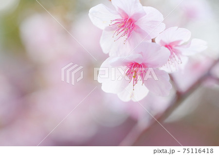 梅の花(上野天満宮 愛知県 名古屋市) 梅の花(上野天満宮 愛知県 名古屋市) 75116418