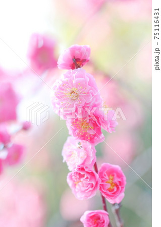 ピンク色の梅の花(上野天満宮 愛知県 名古屋市) ピンク色の梅の花(上野天満宮 愛知県 名古屋市) 75116431