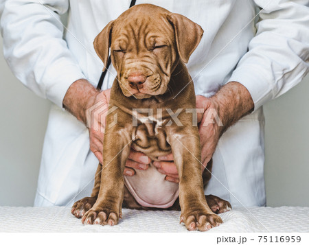 Lovable, pretty puppy of chocolate color. Close-up 75116959