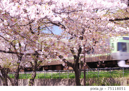 井の頭線 高井戸の桜 井の頭線 高井戸の桜 75118051