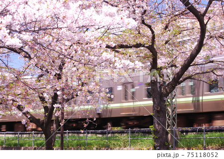 桜の井の頭線 75118052