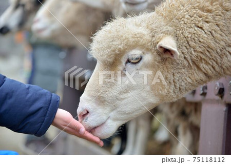 哺乳 動物 動物学 75118112
