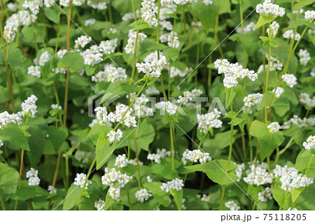 信州そば畑と花 信州そば畑と花 75118205