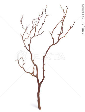 Plane tree or Platanus branch isolated on white background. 75118689