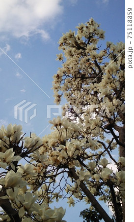 空とハクモクレンの花 75118859