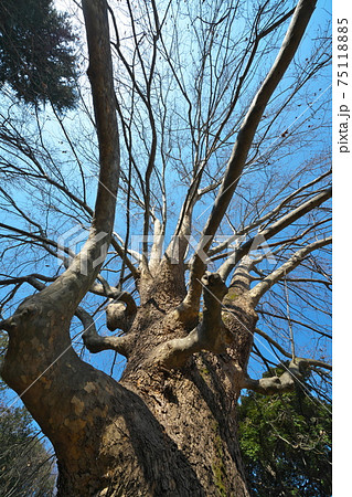 アメリカスズカケノキの巨木 葉が落ちて見事な枝の張り出しがわかる冬の風景 アメリカスズカケノキの巨木 葉が落ちて見事な枝の張り出しがわかる冬の風景 75118885