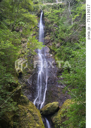 笠木不動滝 雄滝(三重県度会郡大紀町) 笠木不動滝 雄滝(三重県度会郡大紀町) 75119017