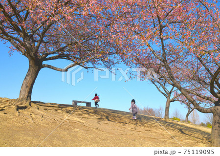 河津桜と女の子 河津桜と女の子 75119095