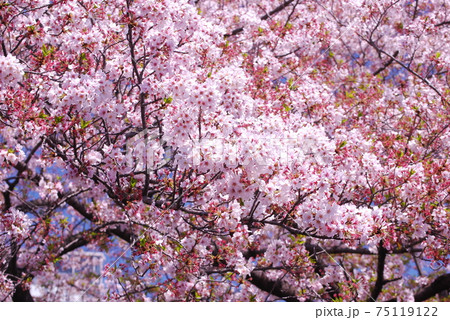 ソメイヨシノ満面 75119122