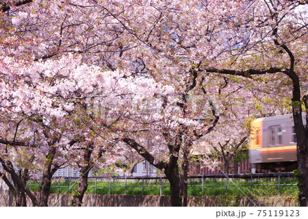 高井戸駅付近　井の頭線と桜並木 75119123