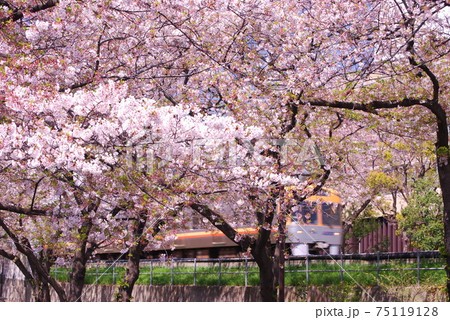 高井戸駅付近　井の頭線と桜並木 75119128