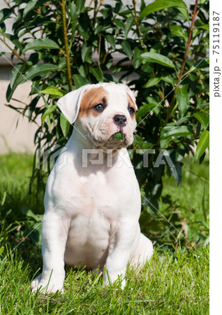 Funny white coat American Bulldog puppy dog Funny white coat American Bulldog puppy dog 75119187
