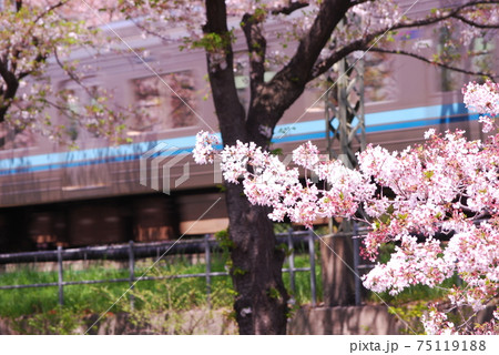 高井戸駅付近 井の頭線と桜並木 高井戸駅付近 井の頭線と桜並木 75119188