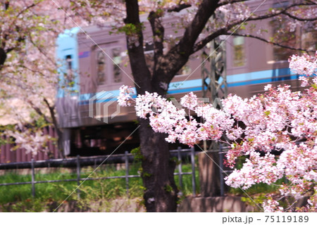 高井戸駅付近　井の頭線と桜並木 75119189