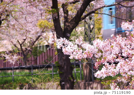 高井戸駅付近　井の頭線と桜並木 75119190