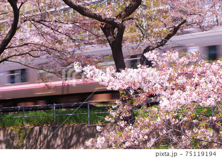 高井戸駅付近　井の頭線と桜並木 75119194