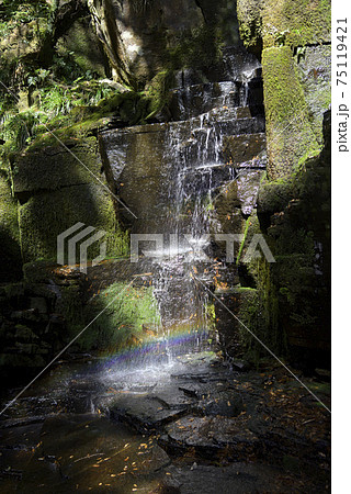 青葉の滝と虹（奈良県宇陀市室生） 75119421