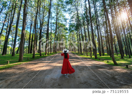 Beautiful girl in red dress walking in pine tree forest or Suan Son Bor Kaew in Chiang mai province, Thailand. Beautiful girl in red dress walking in pine tree forest or Suan Son Bor Kaew in Chiang mai province, Thailand. 75119555