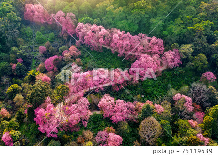 Aerial view of pink cherry blossom trees on mountains. 75119639