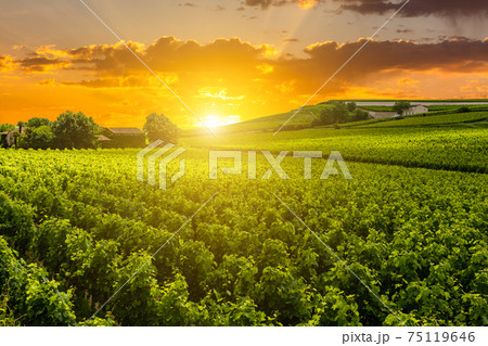 Beautiful vineyard at sunset. Travel around Tuscany, Italy 75119646