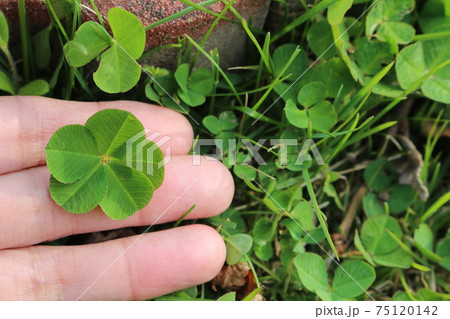 五つ葉のクローバー 五つ葉のクローバー 75120142