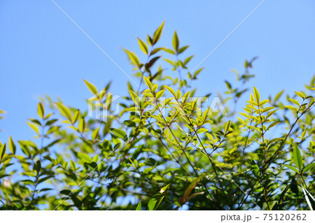 南天の葉 75120262