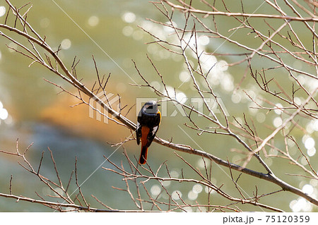 ジョウビタキ雄 ジョウビタキ雄 75120359
