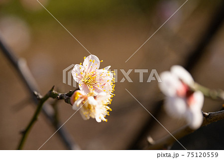 東京の梅の名所で梅まつり 75120559