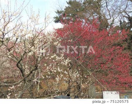 綺麗に咲き誇る梅の花 綺麗に咲き誇る梅の花 75120575
