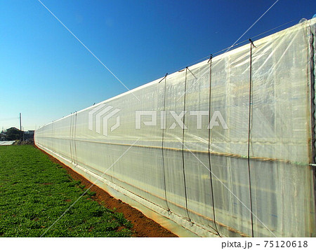 冬の緑肥のある畑とビニールハウス風景 75120618