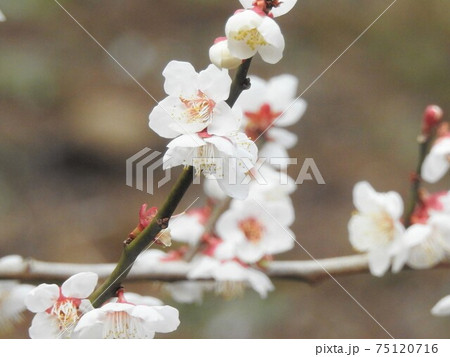 綺麗に咲き誇る梅の花 75120716