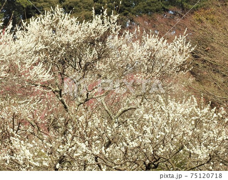 綺麗に咲き誇る梅の花 75120718