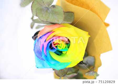 colorful rose in the home decoration 75120829