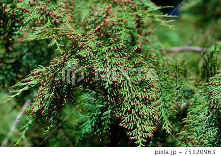 花粉症を引き起こす植物 ヒノキ の写真素材