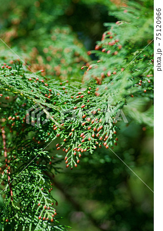 花粉症を引き起こす植物 ヒノキ の写真素材