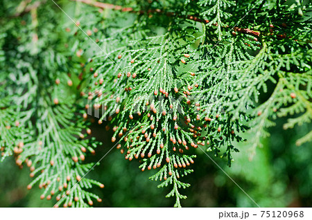 花粉症を引き起こす植物 ヒノキ の写真素材