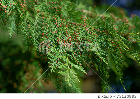 花粉症を引き起こす植物 ヒノキ の写真素材