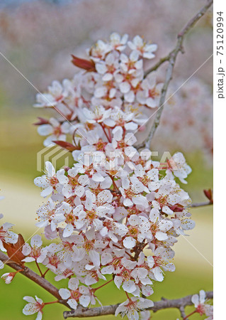 春の穏やかな光の中で咲く桜 春の穏やかな光の中で咲く桜 75120994