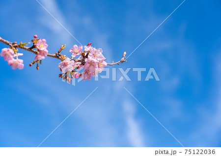 三重県松阪市　青空に映える笠松河津桜の枝 75122036
