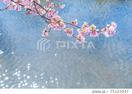 三重県松阪市　水路沿いに咲く笠松河津桜ロード 75122037